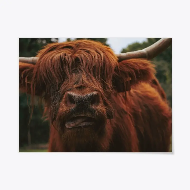 Scottish Highland Cattle