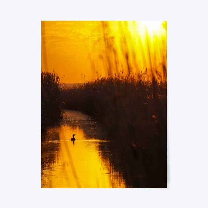 Duck on the lake Neusiedl