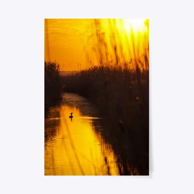 Duck on the lake Neusiedl