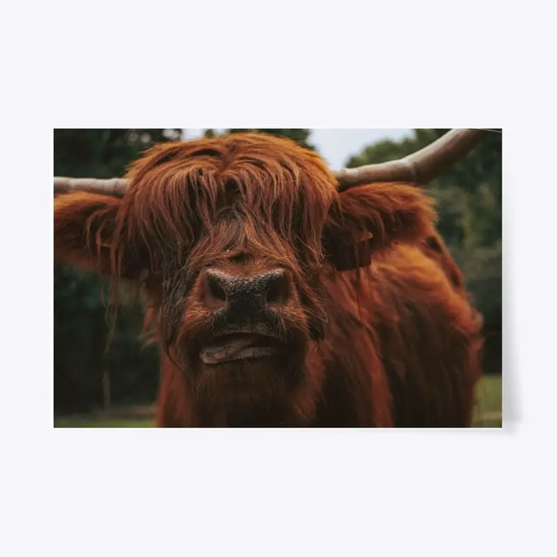 Scottish Highland Cattle